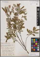 Foto von Salix athabascensis Raup